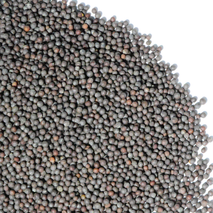 A close-up of Whole Spice Inc. Black Mustard Seed Whole scattered on a white background, highlighting their rich color and texture—perfect for mustard seed seasoning.